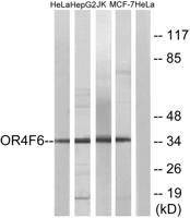 Olfactory receptor 4F6 Polyclonal Antibody