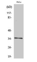 Olfactory receptor 4K14 Polyclonal Antibody