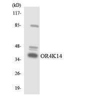 Olfactory receptor 4K14 Polyclonal Antibody