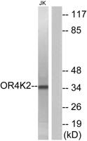 Olfactory receptor 4K2 Polyclonal Antibody