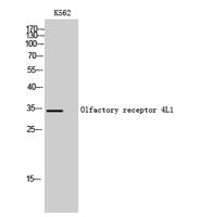 Olfactory receptor 4L1 Polyclonal Antibody