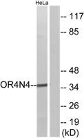 Olfactory receptor 4N4 Polyclonal Antibody