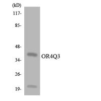 Olfactory receptor 4Q3 Polyclonal Antibody