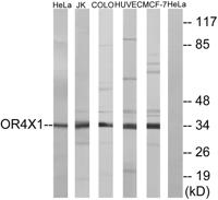 Olfactory receptor 4X1 Polyclonal Antibody