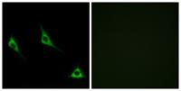Olfactory receptor 51A7 Polyclonal Antibody