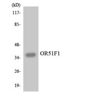 Olfactory receptor 51F1 Polyclonal Antibody