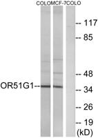 Olfactory receptor 51G1 Polyclonal Antibody