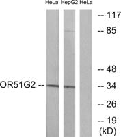 Olfactory receptor 51G2 Polyclonal Antibody