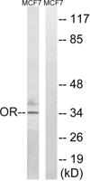 Olfactory receptor 51H1 Polyclonal Antibody