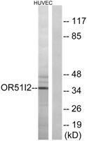 Olfactory receptor 51I2 Polyclonal Antibody