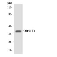 Olfactory receptor 51T1 Polyclonal Antibody