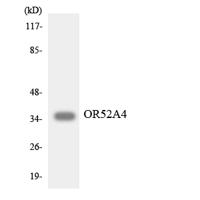 Olfactory receptor 52A4 Polyclonal Antibody