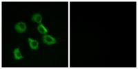 Olfactory receptor 52B2 Polyclonal Antibody