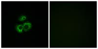 Olfactory receptor 52D1 Polyclonal Antibody