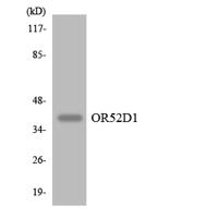 Olfactory receptor 52D1 Polyclonal Antibody