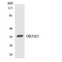 Olfactory receptor 52E1 Polyclonal Antibody