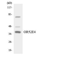 Olfactory receptor 52E4 Polyclonal Antibody