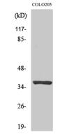 Olfactory receptor 52E5 Polyclonal Antibody