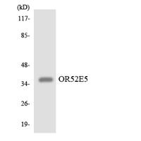 Olfactory receptor 52E5 Polyclonal Antibody