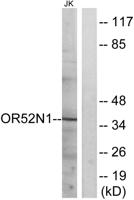 Olfactory receptor 52N1 Polyclonal Antibody