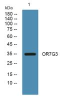 OR7G3 Polyclonal Antibody