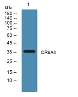 OR9A4 Polyclonal Antibody