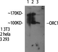 ORC1 Polyclonal Antibody