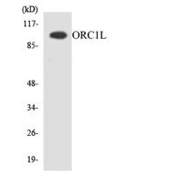 ORC1 Polyclonal Antibody