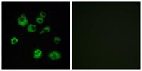 Orexin R-1 Polyclonal Antibody