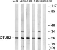 OTUB2 Polyclonal Antibody