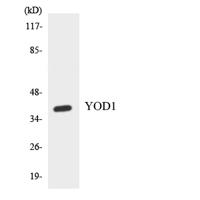 OTUD2 Polyclonal Antibody