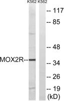 OX2R Polyclonal Antibody