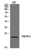 Ox40L Polyclonal Antibody