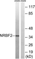 NRBF-2 Polyclonal Antibody