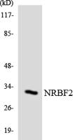 NRBF-2 Polyclonal Antibody