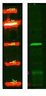 NRBP Polyclonal Antibody