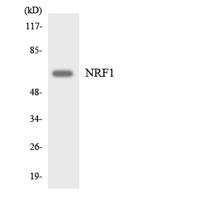 NRF-1 Polyclonal Antibody