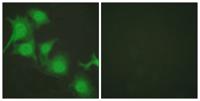 Nrf2 Polyclonal Antibody