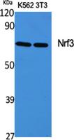 Nrf3 Polyclonal Antibody