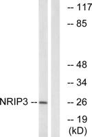 NRIP3 Polyclonal Antibody