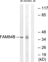 NSE2 Polyclonal Antibody