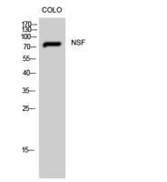 NSF Polyclonal Antibody