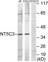 NT5C3 Polyclonal Antibody