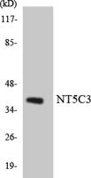 NT5C3 Polyclonal Antibody