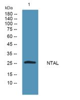 NTAL Polyclonal Antibody