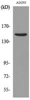 NTE Polyclonal Antibody