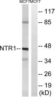 NTR1 Polyclonal Antibody