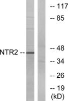 NTR2 Polyclonal Antibody