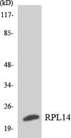 Ribosomal Protein L14 Polyclonal Antibody