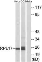 Ribosomal Protein L17 Polyclonal Antibody